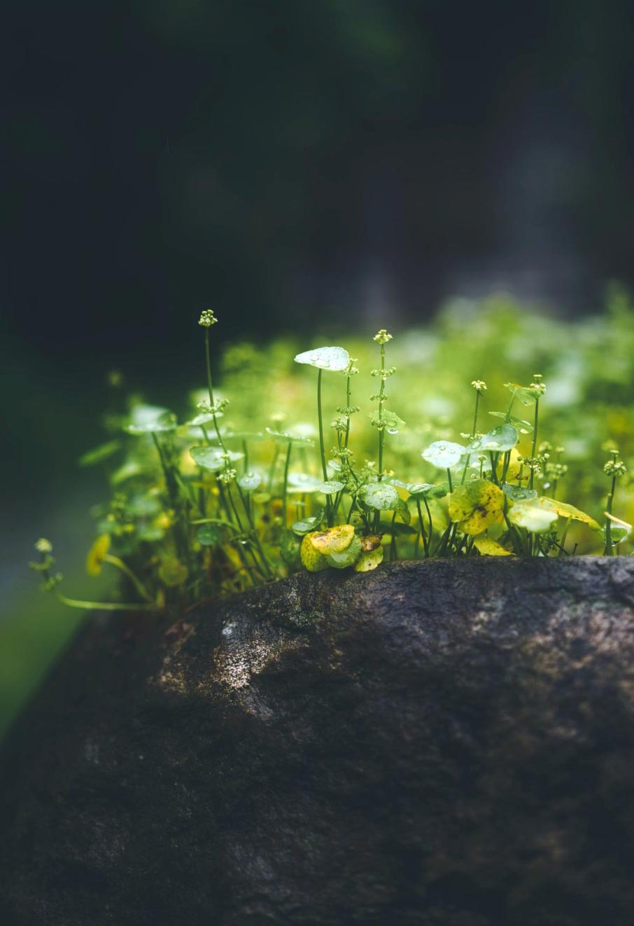 WEIRD soil